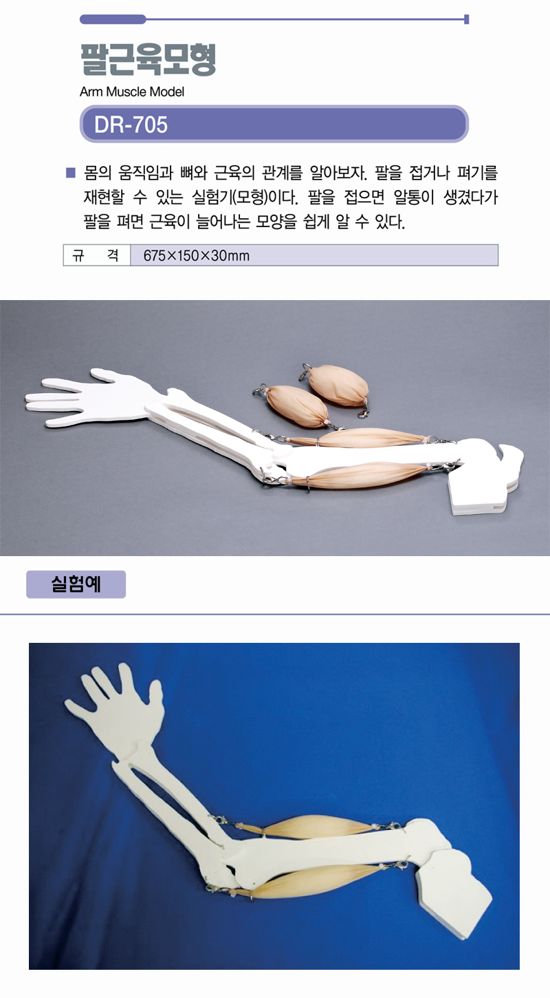 팔근육모형 상세내용 이미지