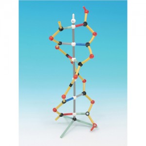 소형 DNA 분자구조 키트
